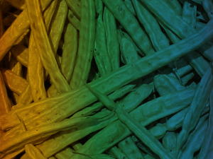 Algaroba String Bean