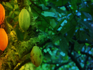 CABRUCA Forest trees