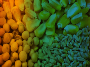 Grãos de Milho, Soja e Trigo